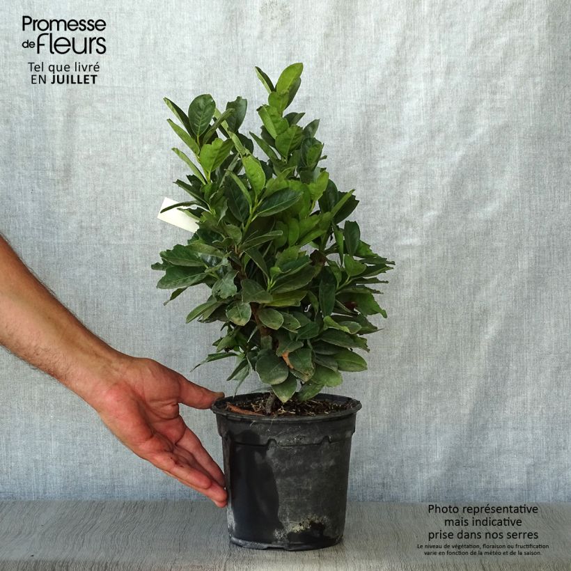 Prunus laurocerasus Miniredia - Cherry Laurel 2L/3L pot sample as delivered in summer