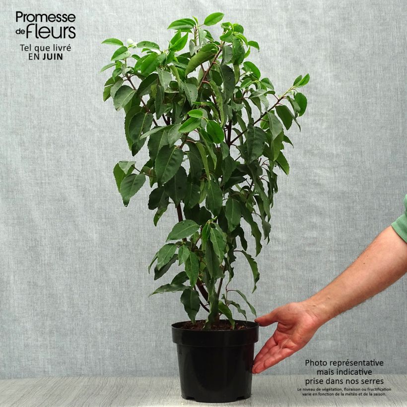 Prunus lusitanica Angustifolia - Portuguese Laurel 3L/4L pot sample as delivered in summer