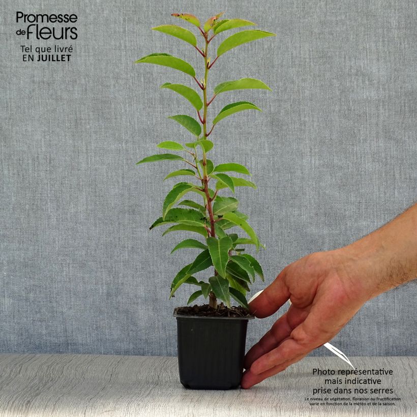 Prunus lusitanica Angustifolia - Portuguese Laurel 8/9 cm pot sample as delivered in summer