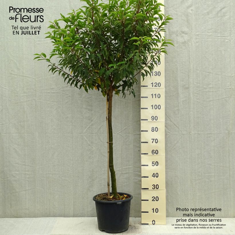 Prunus lusitanica Myrtifolia 7.5L/10L pot sample as delivered in summer