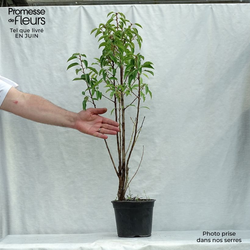 Prunus lusitanica - Portuguese Laurel 3L/4L pot sample as delivered in summer