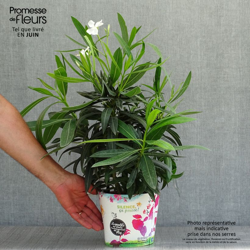 Nerium oleander 'Alsace' 3L/4L pot sample as delivered in summer