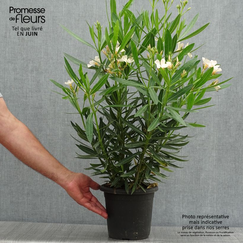 Nerium oleander Angiolo Pucci 3L/4L pot sample as delivered in summer