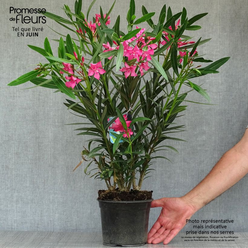 Nerium oleander Italia 3L/4L pot sample as delivered in summer