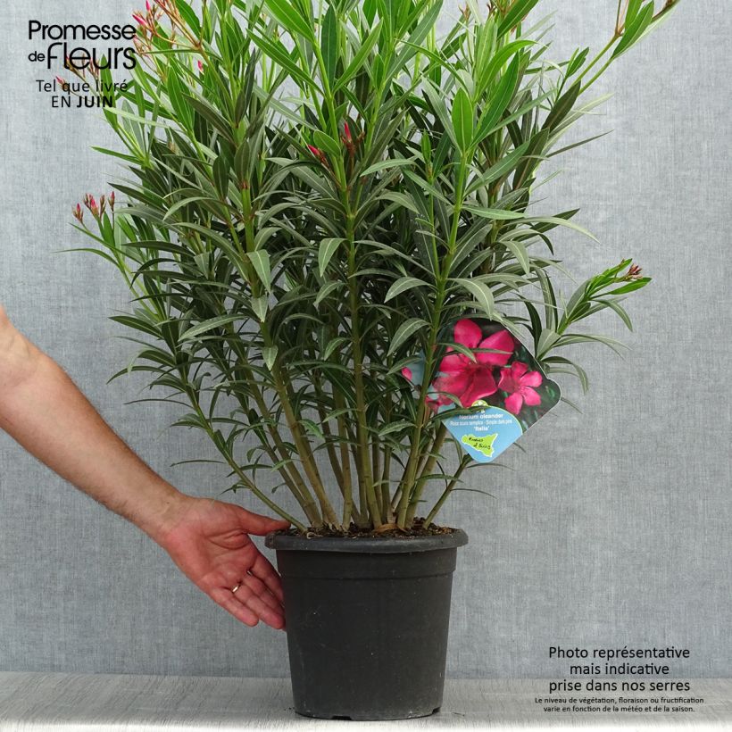 Nerium oleander Italia 7.5L/10L pot sample as delivered in summer