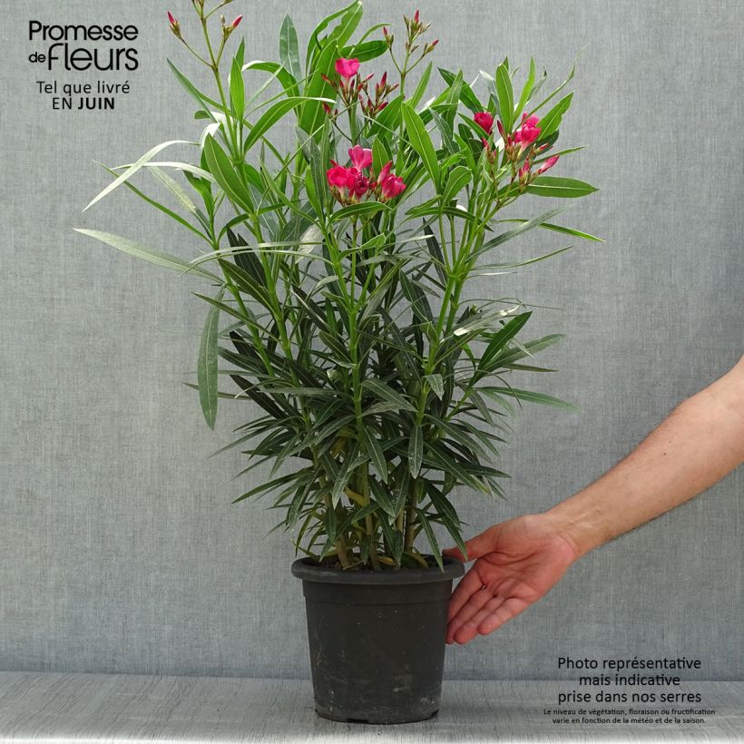 Nerium oleander Jannoch 3L/4L pot sample as delivered in summer