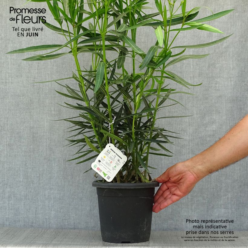 Nerium oleander Luteum Plenum 3L/4L pot sample as delivered in summer
