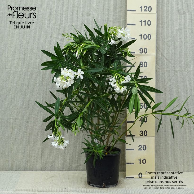 Nerium oleander Blanc 6L/7L pot sample as delivered in summer