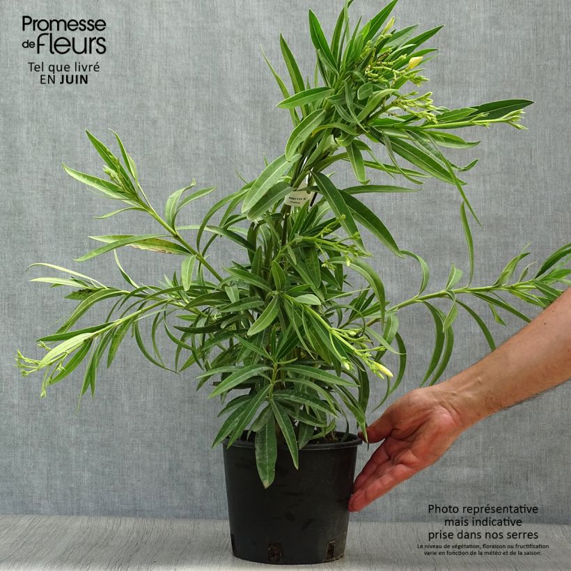 Nerium oleander Yellow 2L/3L pot sample as delivered in summer