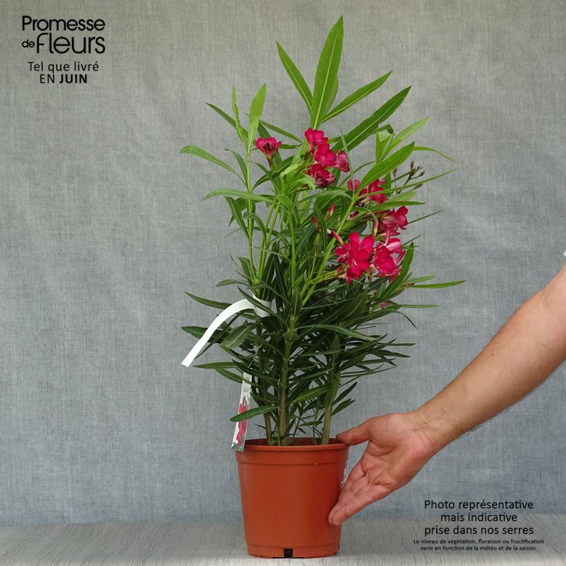 Rose Bay - Nerium oleander Red Single 2L/3L pot sample as delivered in summer