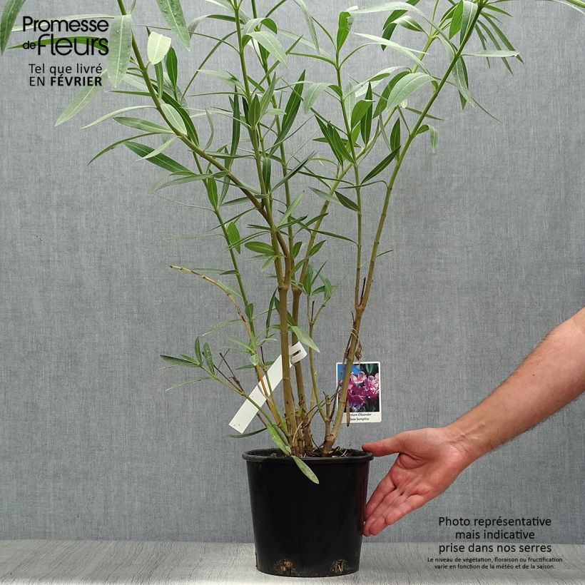 Nerium oleander - Rose Bay 2L/3L pot sample as delivered in autumn