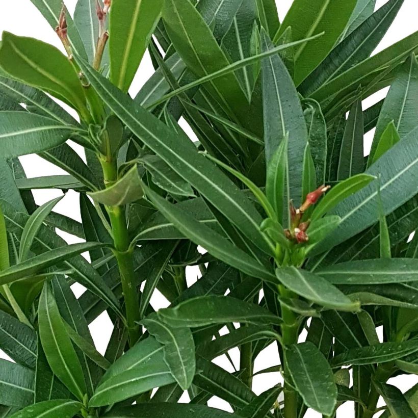 Nerium oleander Papa Gambetta (Foliage)