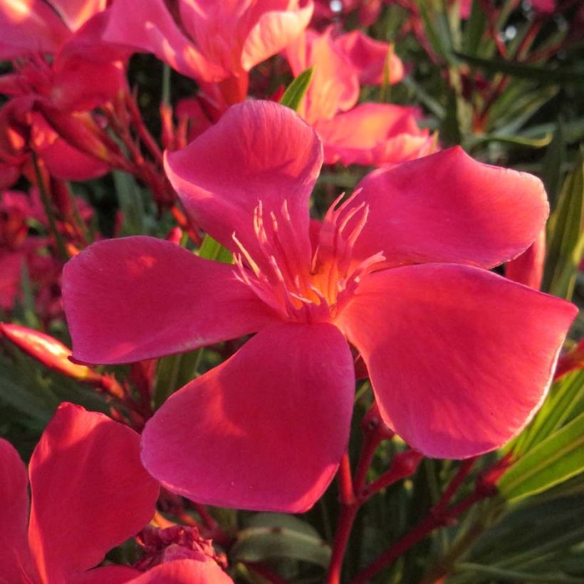 Nerium oleander Papa Gambetta (Flowering)