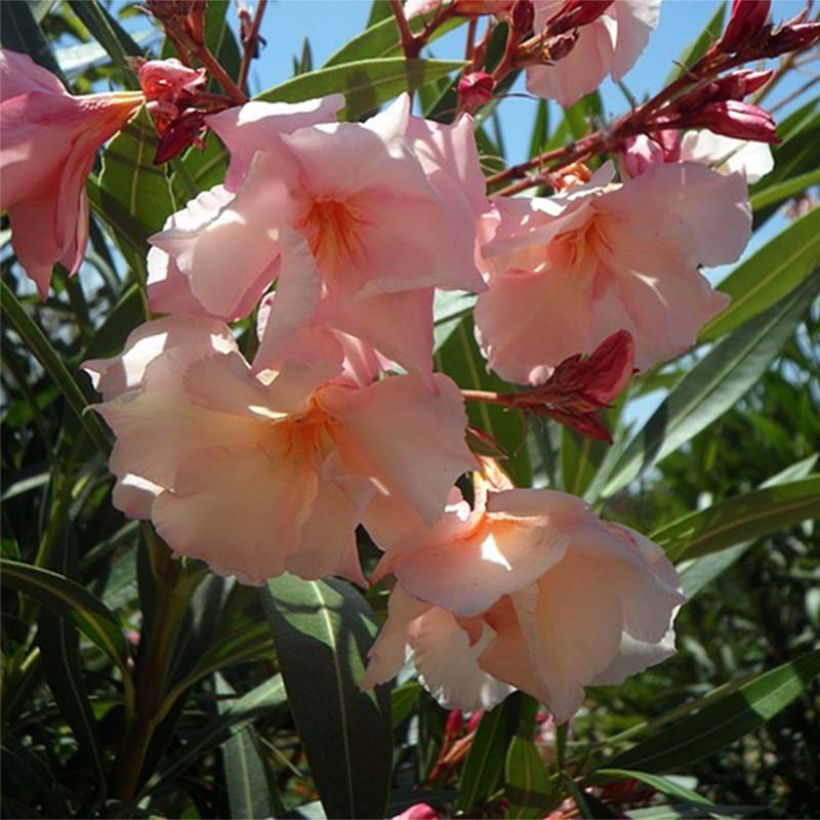 Nerium oleander Provence (Flowering)