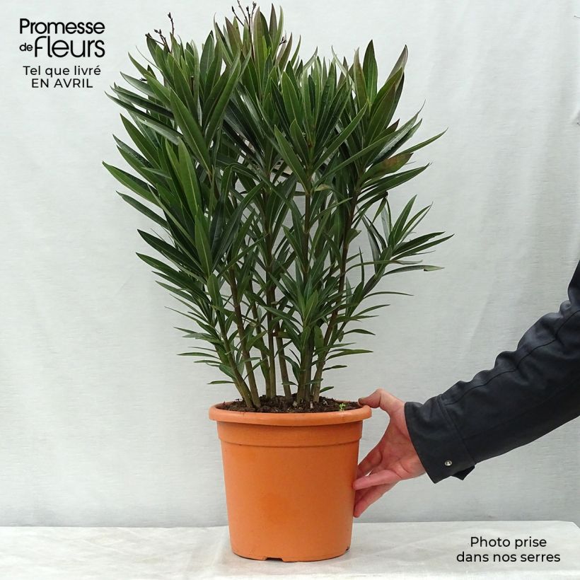 Nerium oleander Roseum Plenum 7.5L/10L pot sample as delivered in spring
