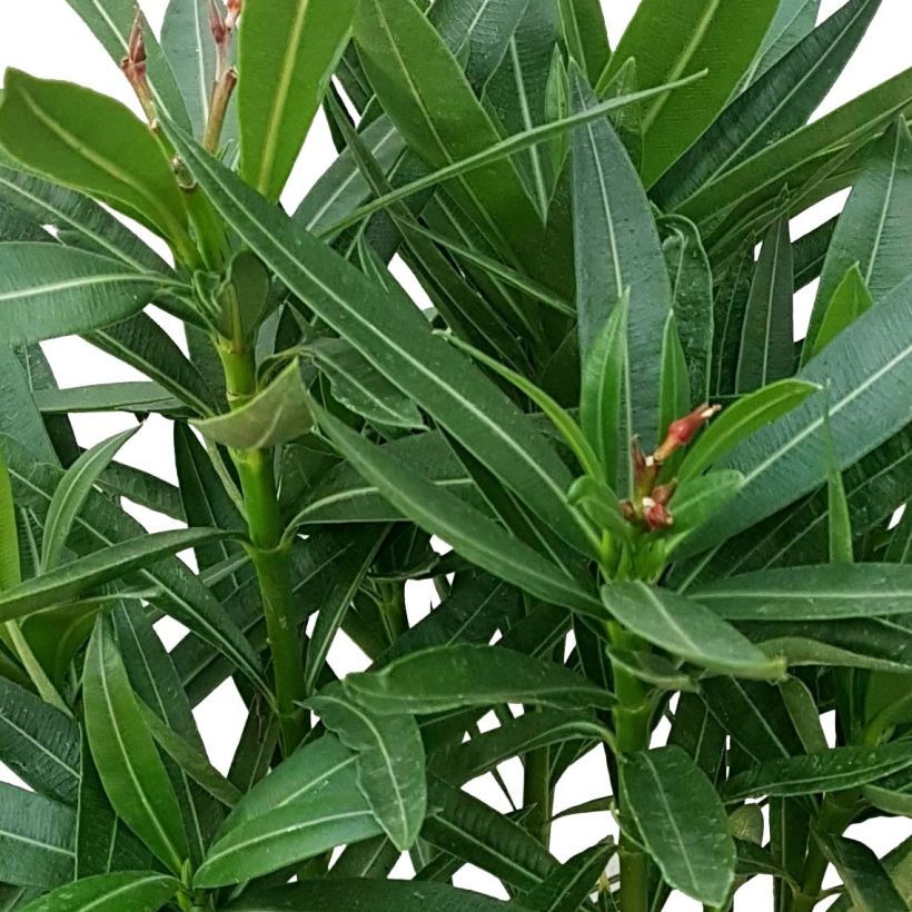 Nerium oleander Sister Agnes (Foliage)