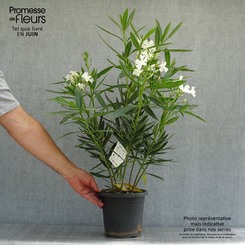 Nerium oleander Sister Agnes 3L/4L pot sample as delivered in summer