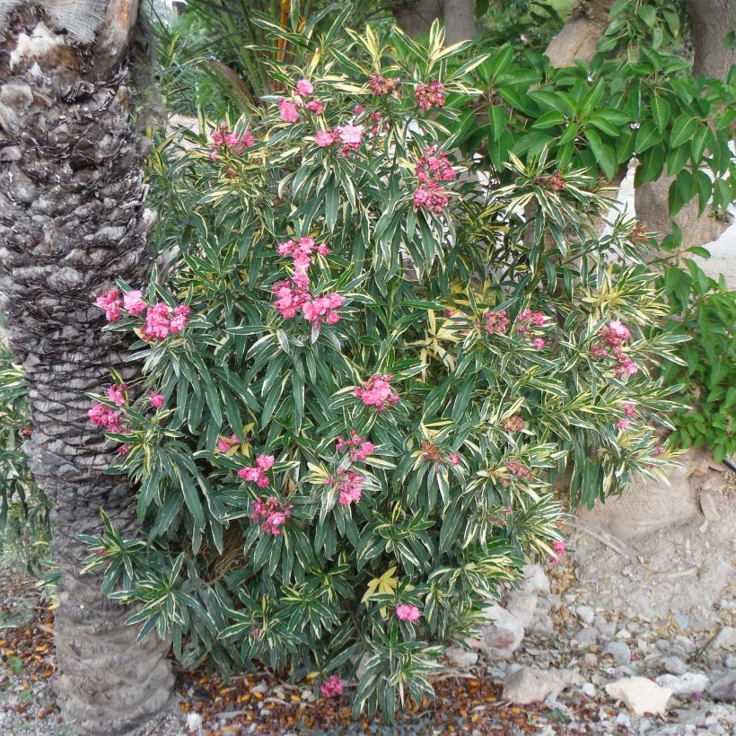 Nerium oleander Variegata (Plant habit)