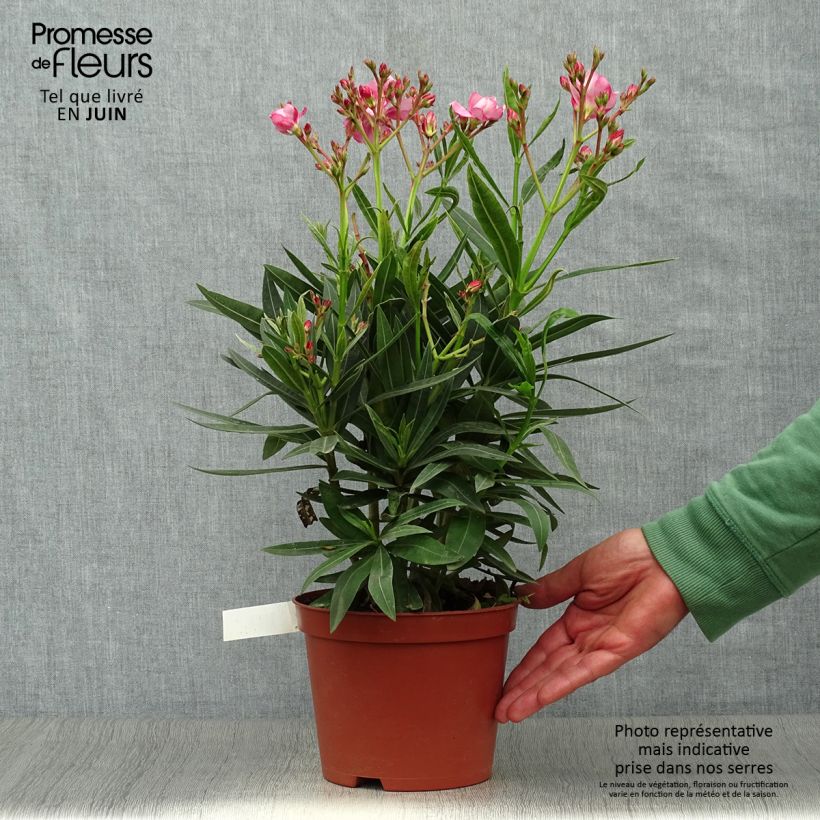 Nerium oleander Roseum Plenum 2L/3L pot sample as delivered in summer