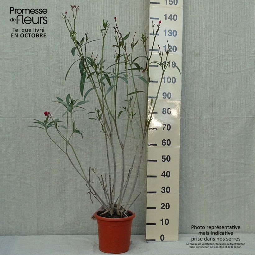 Nerium oleander Roseum Plenum 7.5L/10L pot sample as delivered in autumn