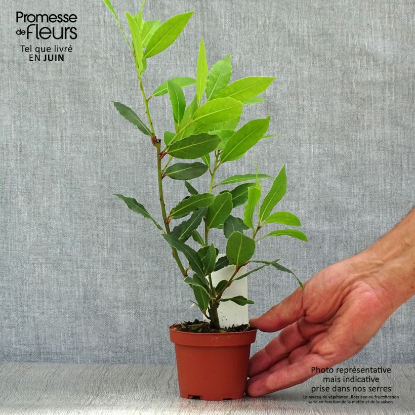 Laurus nobilis - Bay Laurel 10cm/11cm pot sample as delivered in summer