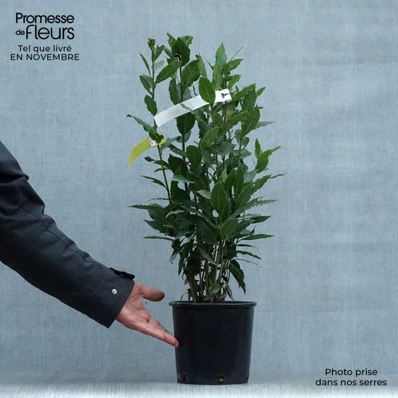 Laurus nobilis - Bay Laurel 2L/3L pot sample as delivered in autumn