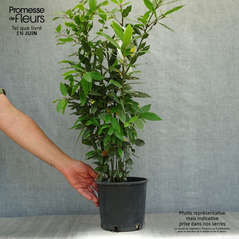 Laurus nobilis - Bay Laurel 2L/3L pot sample as delivered in summer