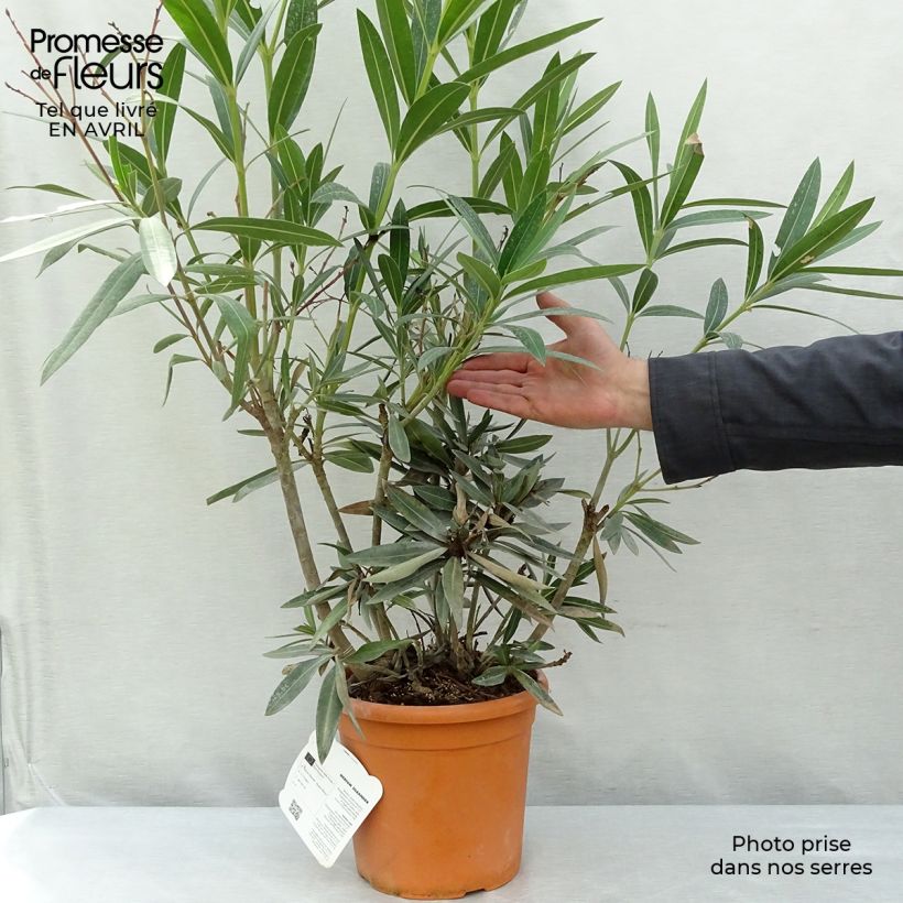 Nerium oleander Roseum Plenum sample as delivered in spring