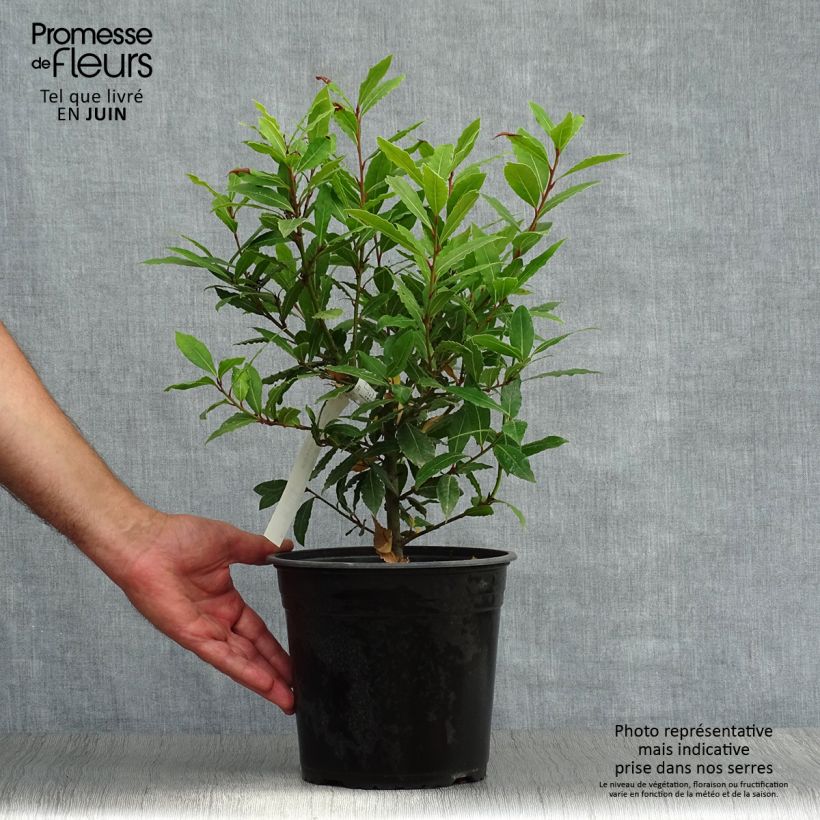 Laurus nobilis Little Ragu - Bay Laurel 4L/5L pot sample as delivered in summer