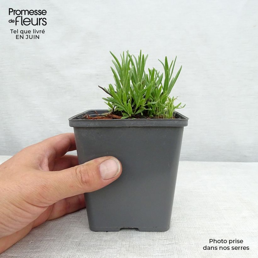 Lavandula angustifolia Arctic Snow - True Lavender 8/9 cm pot sample as delivered in summer
