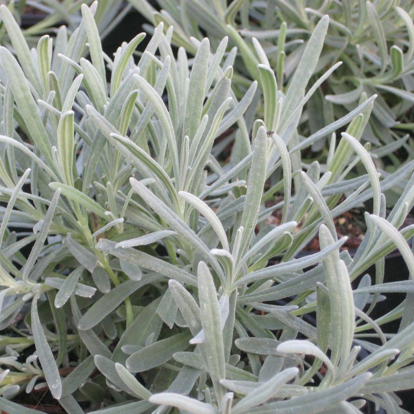 Lavandula intermedia Phenomenal - Lavandin (Foliage)