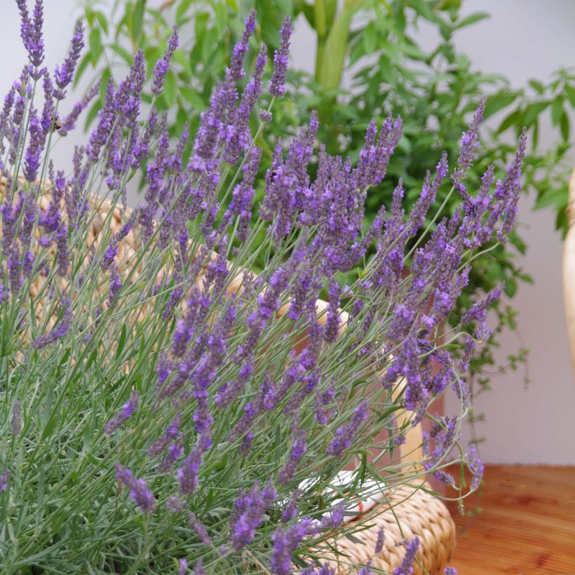 Lavandula intermedia Phenomenal - Lavandin (Flowering)