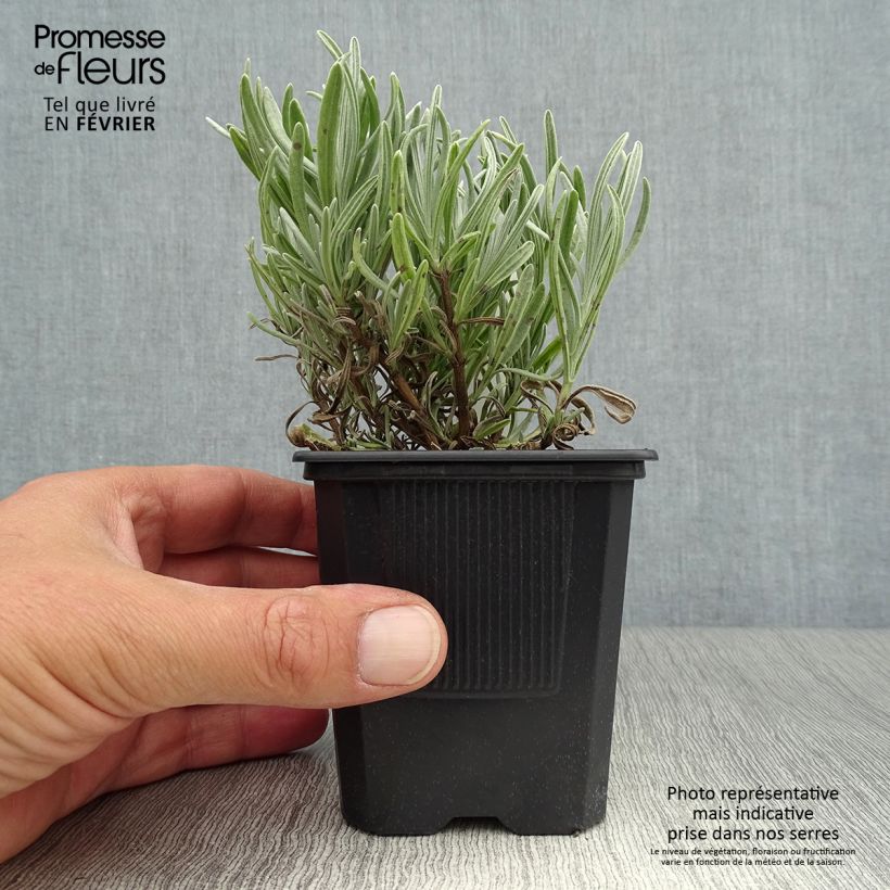 Lavandula intermedia Platinum Blonde - Lavandin 8/9 cm pot sample as delivered in autumn