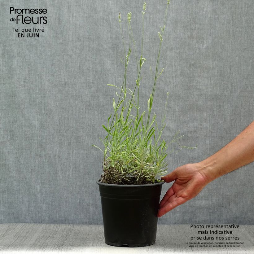 Lavandula intermedia Platinum Blonde - Lavandin 4L/5L pot sample as delivered in summer