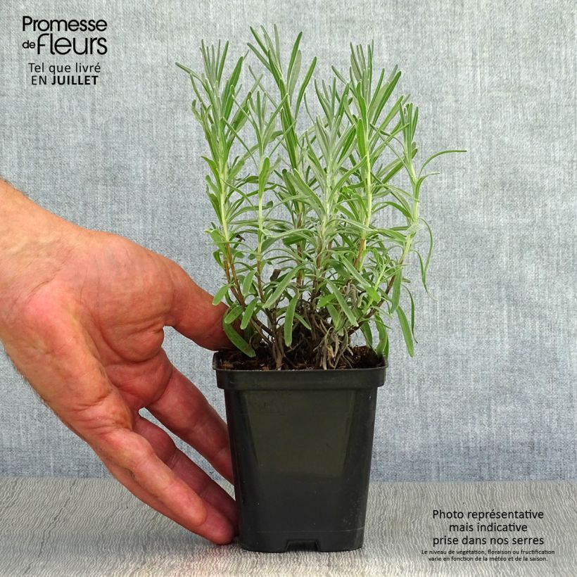 Lavandula x chaytorae Richard Gray - Hybrid Lavender 8/9 cm pot sample as delivered in summer