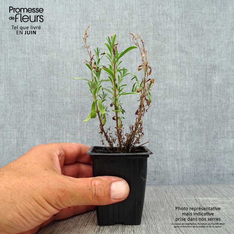 Lavandula officinalis 7/8 cm pot sample as delivered in summer
