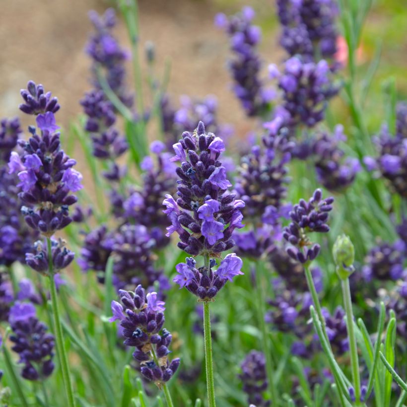 Lavandula officinalis (Flowering)