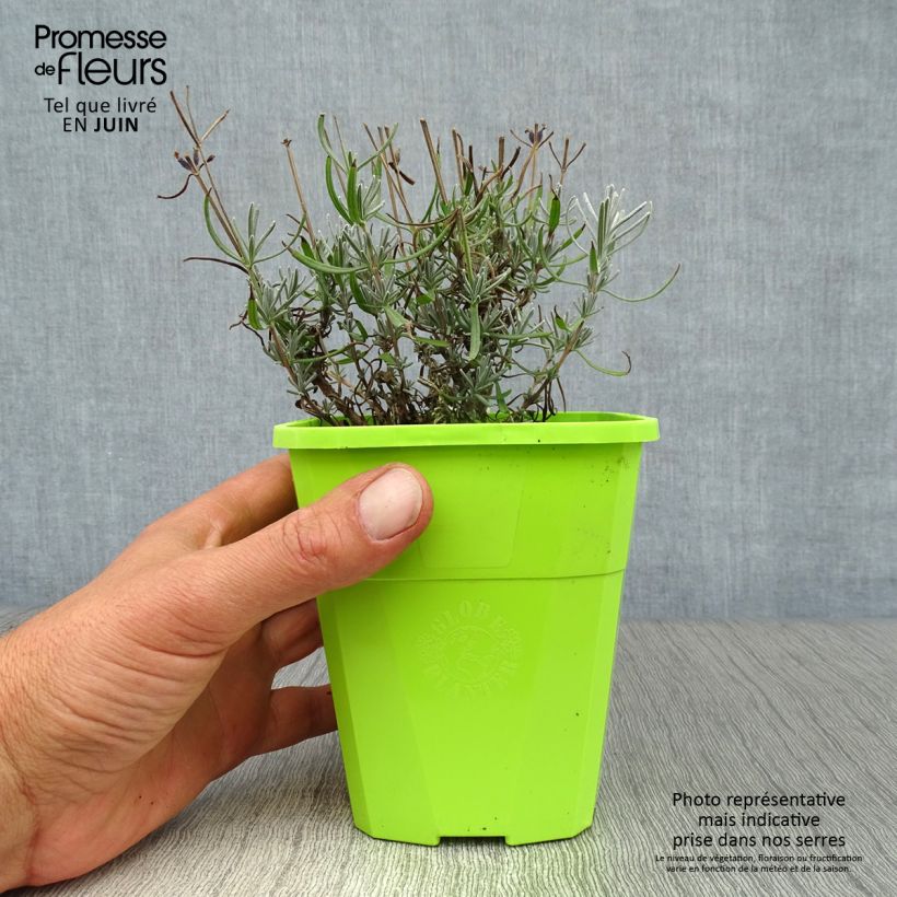 Lavandula angustifolia Bleu de Gien - True Lavender 1L/1.5L pot sample as delivered in summer