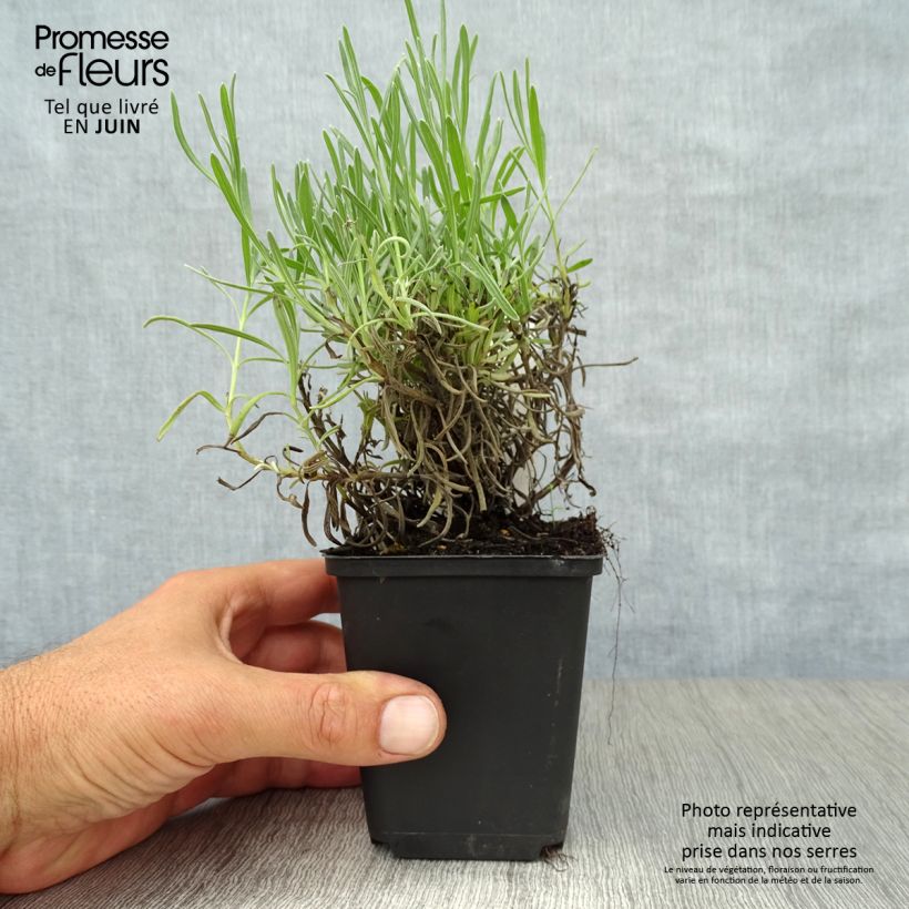 Lavandula angustifolia Munstead - True Lavender 8/9 cm pot sample as delivered in summer