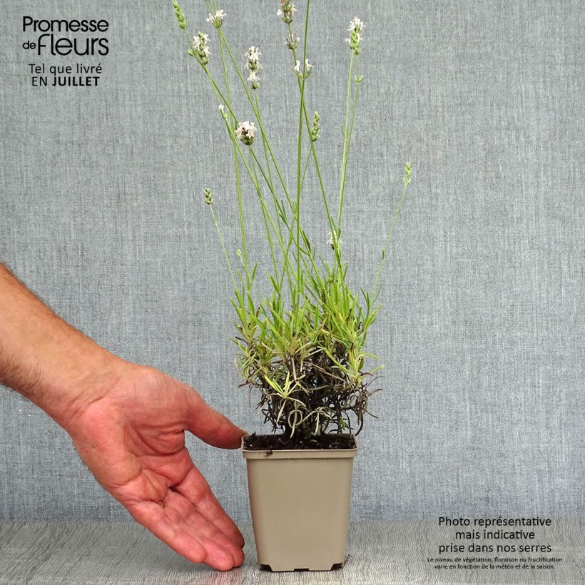 Lavandula angustifolia Silbermowe - True Lavender 8/9 cm pot sample as delivered in summer