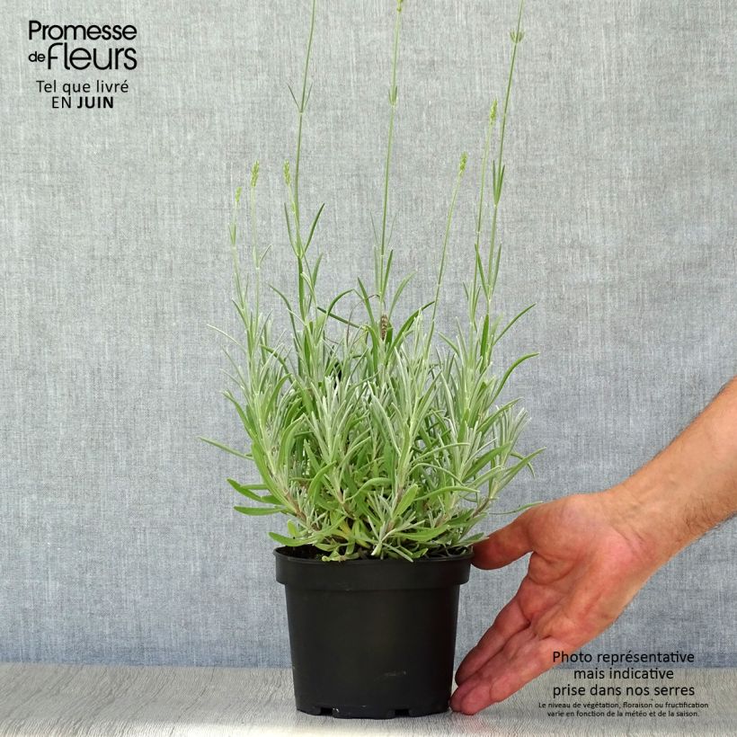 Lavandula latifolia - Spike Lavender 1.5L/2L pot sample as delivered in summer