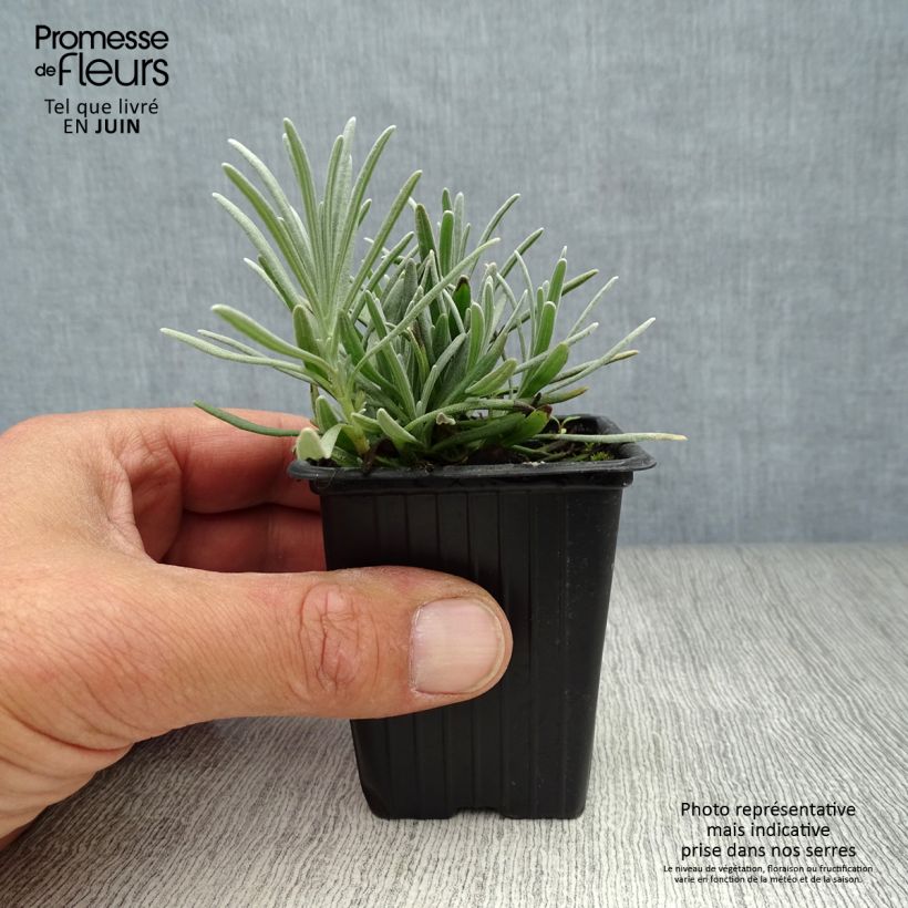 Lavandula intermedia Grosso - Lavandin 7/8 cm pot sample as delivered in summer