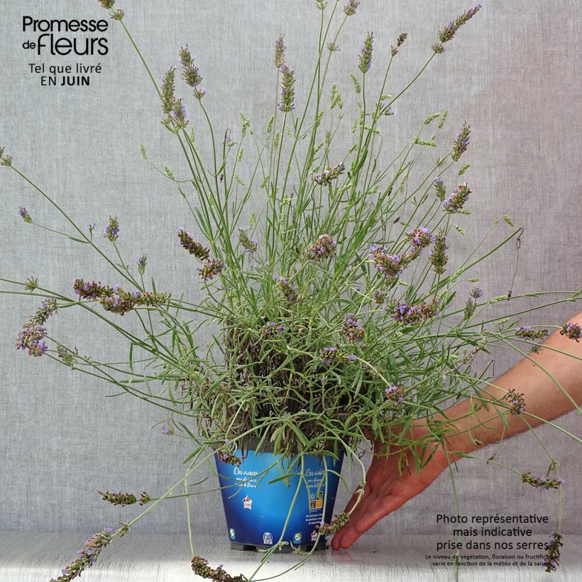 Lavandula intermedia Grosso - Lavandin 2L/3L pot sample as delivered in summer