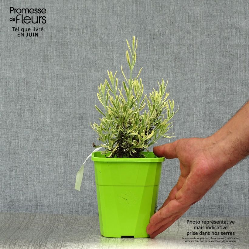 Lavandula allardii Meerlo - Lavender 1.5L/2L pot sample as delivered in summer