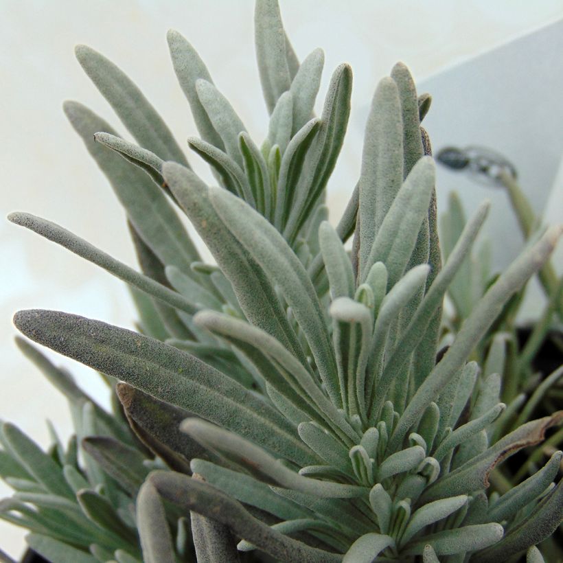 Lavandula intermedia Edelweiss - Lavandin (Foliage)