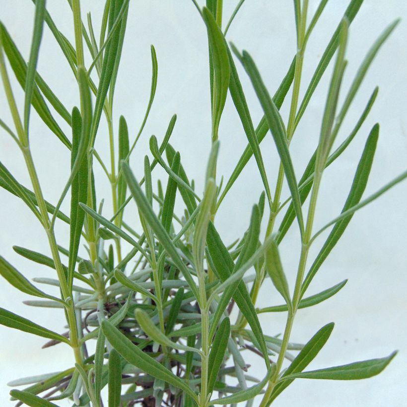 Lavandula intermedia Grosso - Lavandin (Foliage)