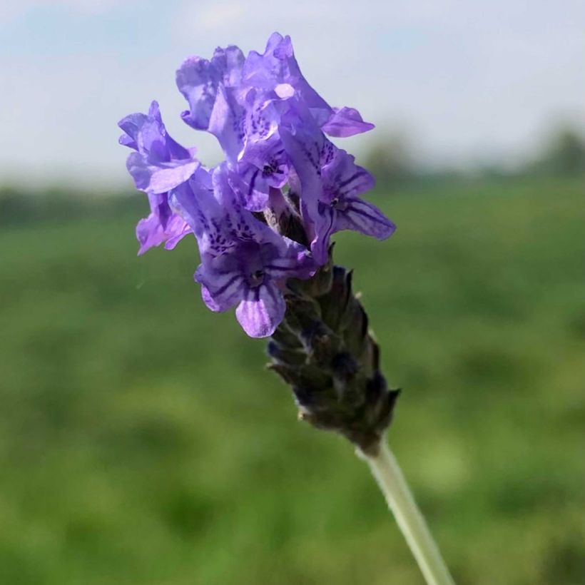 Lavandula pinnata var. pinnata - Lavender (Flowering)