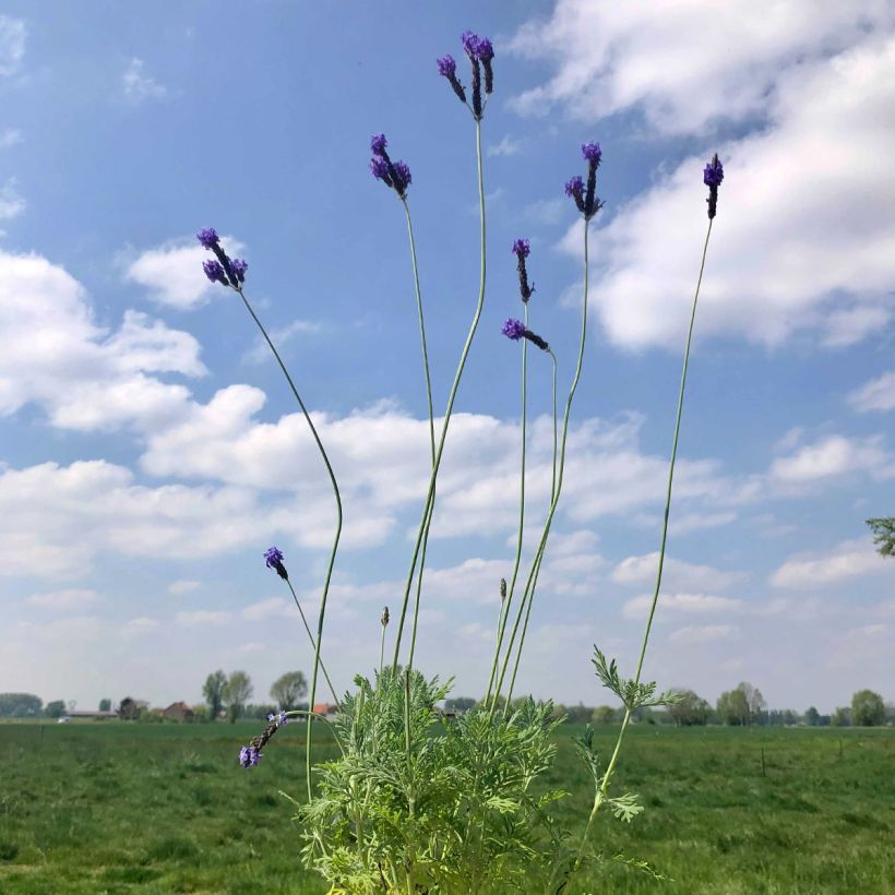 Lavandula pinnata var. pinnata - Lavender (Plant habit)