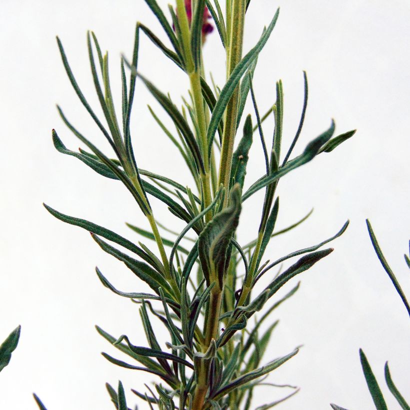 Lavandula stoechas - French Lavender (Foliage)