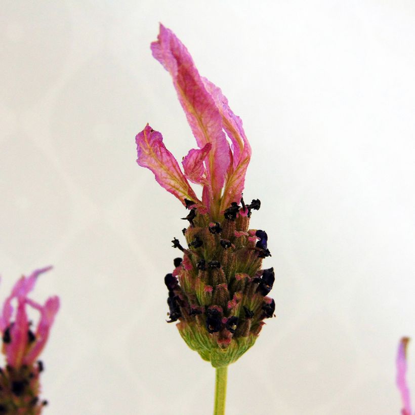 Lavandula stoechas - French Lavender (Flowering)